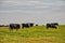 Black and white cattle on a hillside in summer pasture