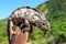 Black and white chameleon sitting on a hand