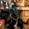 Black with a white chest Puppy by the fireplace