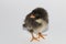 black-white chicken isolated on a white background poses like real photo models, cute scene,