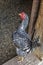 Black and White Chicken Standing in Barn Door