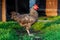 Black and white chicken standing in the yardwith blurred background. Village concept with domestic animals. Green grass