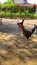 black and white chickens roaming - stock photo