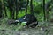 Black and white China ducks stand on prostration