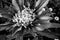 Black and white chrysanthemum bud on a foliage background, close-up. Congratulation on the holiday. Large flower bud for