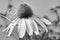 Black and white close up of Echinacea purpurea