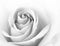 Black and White Close up Image of Beautiful Pink Rose. Flower Background