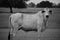 Black and white close up image of a Brahma cow