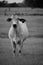 Black and white close up image of a Brahma cow