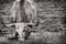 Black and White close up of long horned Highland Cow with lake in background