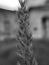 Black and white close up photo of a bushgrass