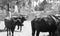 Black and white closeup of bulls in the park of legends zoo in Lima, Peru