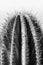 Black and white closeup detalis of southwestern desert cactus with sharp spines framed against a blue sky