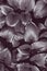 Black and white closeup plant background
