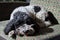 Black and white cockapoo asleep on a sofa