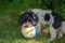 Black and white cockapoo playing with her ball in the garden on a sunny day