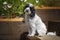 Black and White Cockapoo sitting down in her garden with a head tilt