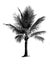 Black and white coconut tree