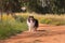 Black and white collie dog walking on the road.