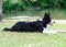 Black and white collie laying on the grass