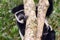 Black-and-white colobus, Bwindi National Park, Uganda