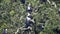 Black White Colobus and Colobi Monkeys at Natural Environment on Rainforest Trees in Africa