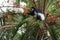 Black-and-white Colobus - Colobus guereza