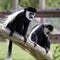 Black and White Colobus (Colubus)