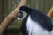 Black and White Colobus Monkey