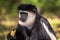 Black and White Colobus Monkey eating & watching at Elsamere, Lake Naivasha, Kenya.