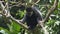 a black and white colobus monkey feeding