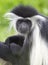 Black and white colobus monkey, kenya, africa