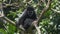 a black and white colobus monkey lin a tree looking at the camera