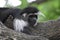 Black and White Colobus Monkey Staring Into Space