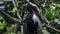 a black and white colobus monkey in a tree eats leaves at arusha national park