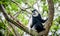Black and white Colobus sharing food with another monkey, Kenya