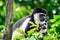 Black-and-white colobuses colobus monkey curious and observing w