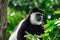 Black-and-white colobuses colobus monkey curious and observing w