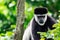 Black-and-white colobuses colobus monkey curious and observing w