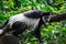 Black-and-white colobuses colobus monkey sleepy and feeling lazy
