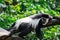 Black-and-white colobuses colobus monkey sleepy and feeling lazy
