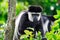 Black-and-white colobuses colobus monkey thumb sucking and curio