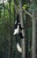 BLACK AND WHITE COLOMBUS MONKEY colobus guereza, ADULT CLIMBING TREE
