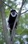 BLACK AND WHITE COLOMBUS MONKEY colobus guereza, ADULT STANDING ON BRANCH