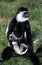 BLACK AND WHITE COLOMBUS MONKEY colobus guereza, FEMALE CARRYING YOUNG