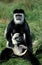 BLACK AND WHITE COLOMBUS MONKEY colobus guereza, MOTHER WITH YOUNG