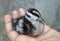 Black and white color baby duck sitting on human hand