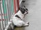 The black-white color of the pug dog sit on the cement wet floor after the rain and Looking at your camera, Cute and Small dog