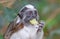 Black and white color small monkey Oedipus Tamarin