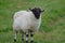 Black And White Colored Sheep In A Field